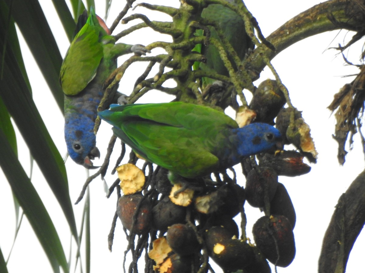 Blue-headed Parrot - Luisa Fernanda Chavez Paz