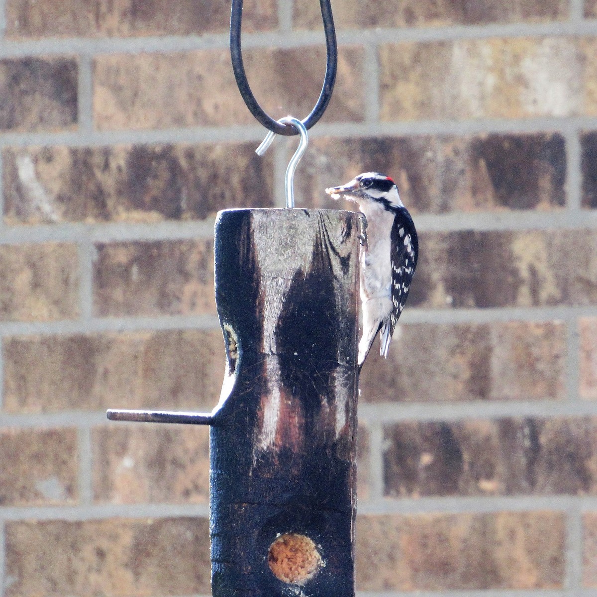Downy Woodpecker - ML160818921