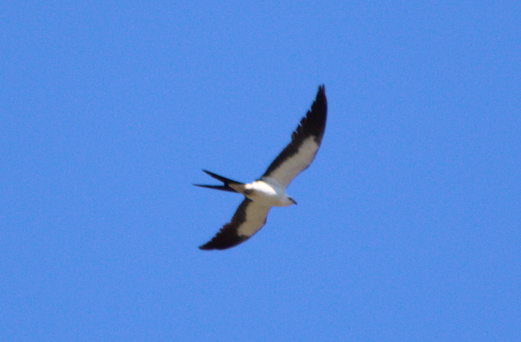 Swallow-tailed Kite - Ted Gilliland