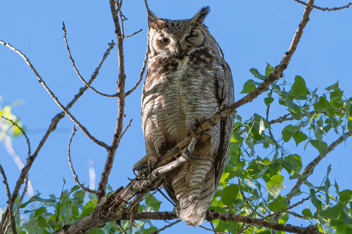 Great Horned Owl - ML160826731