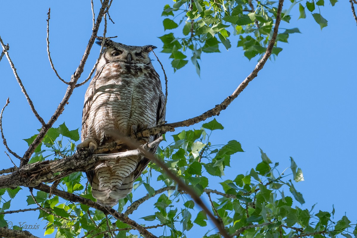 Great Horned Owl - ML160827471
