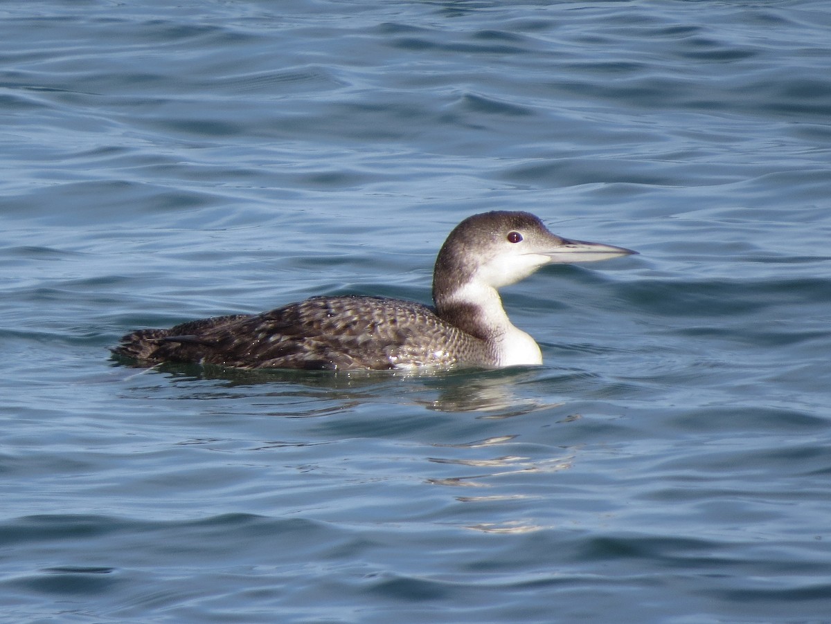 Common Loon - Kevin Seymour