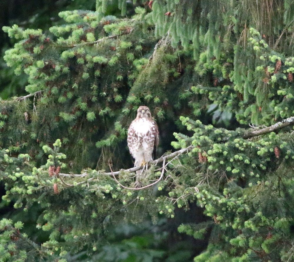 Red-tailed Hawk - ML160830901