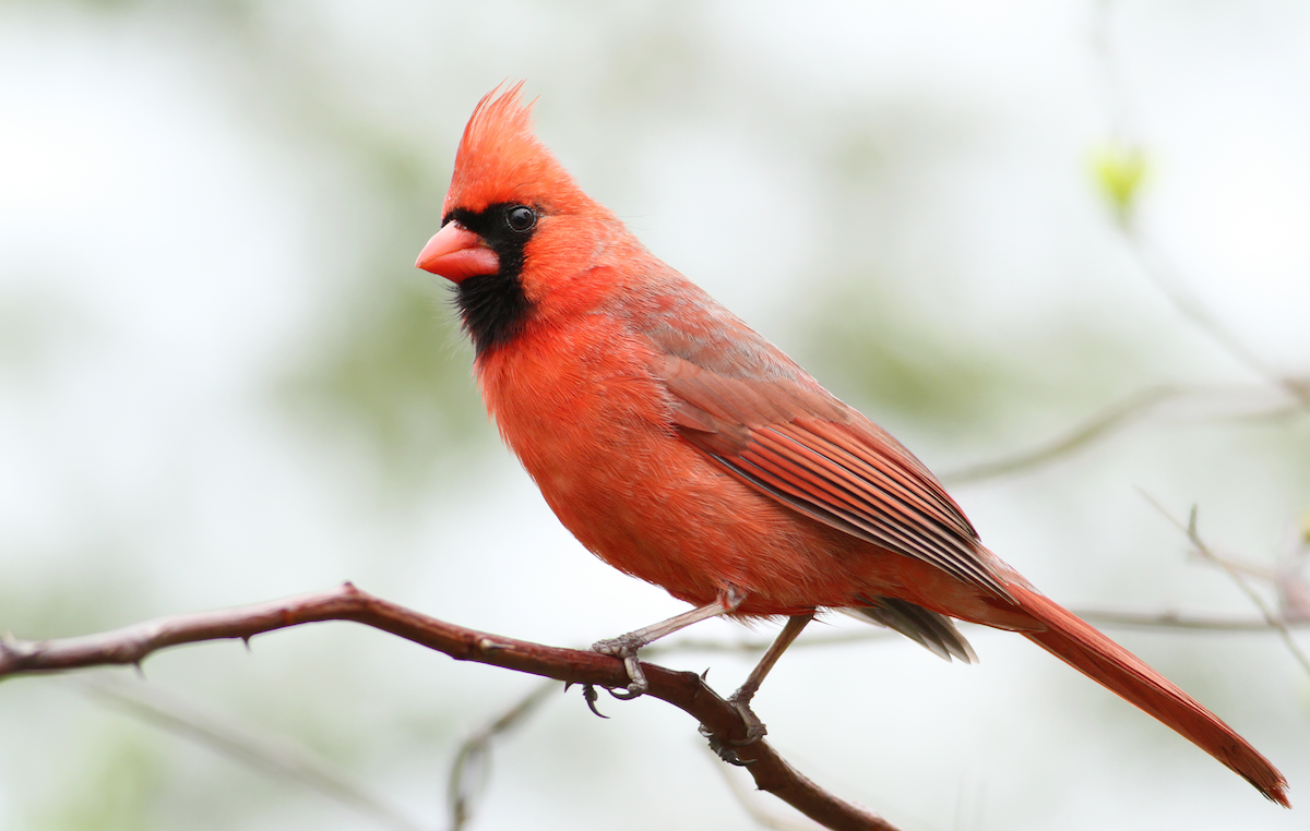 Northern Cardinal - Andy Eckerson