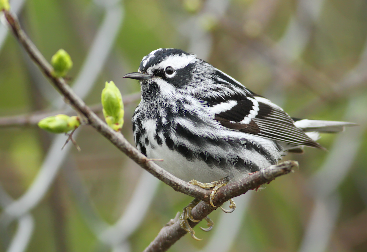 Black-and-white Warbler - Andy Eckerson