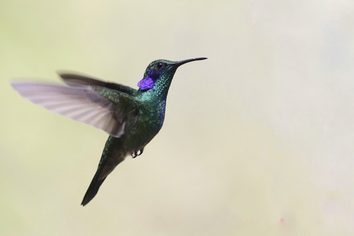 kolibřík modrouchý - ML160834251
