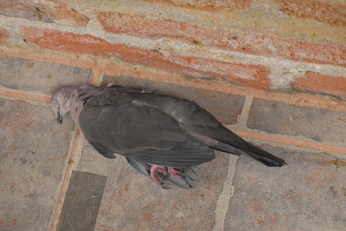 Plumbeous Pigeon - Rhiannon Thunell