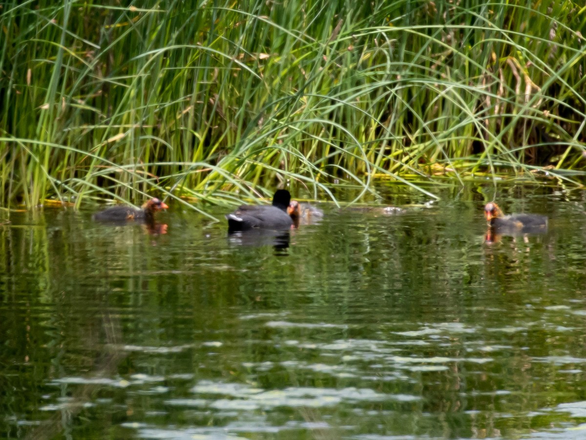 American Coot - Bruce Aird