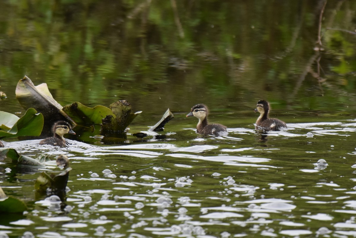 eBird Checklist - 25 May 2019 - Bear Swamp Park - 53 species