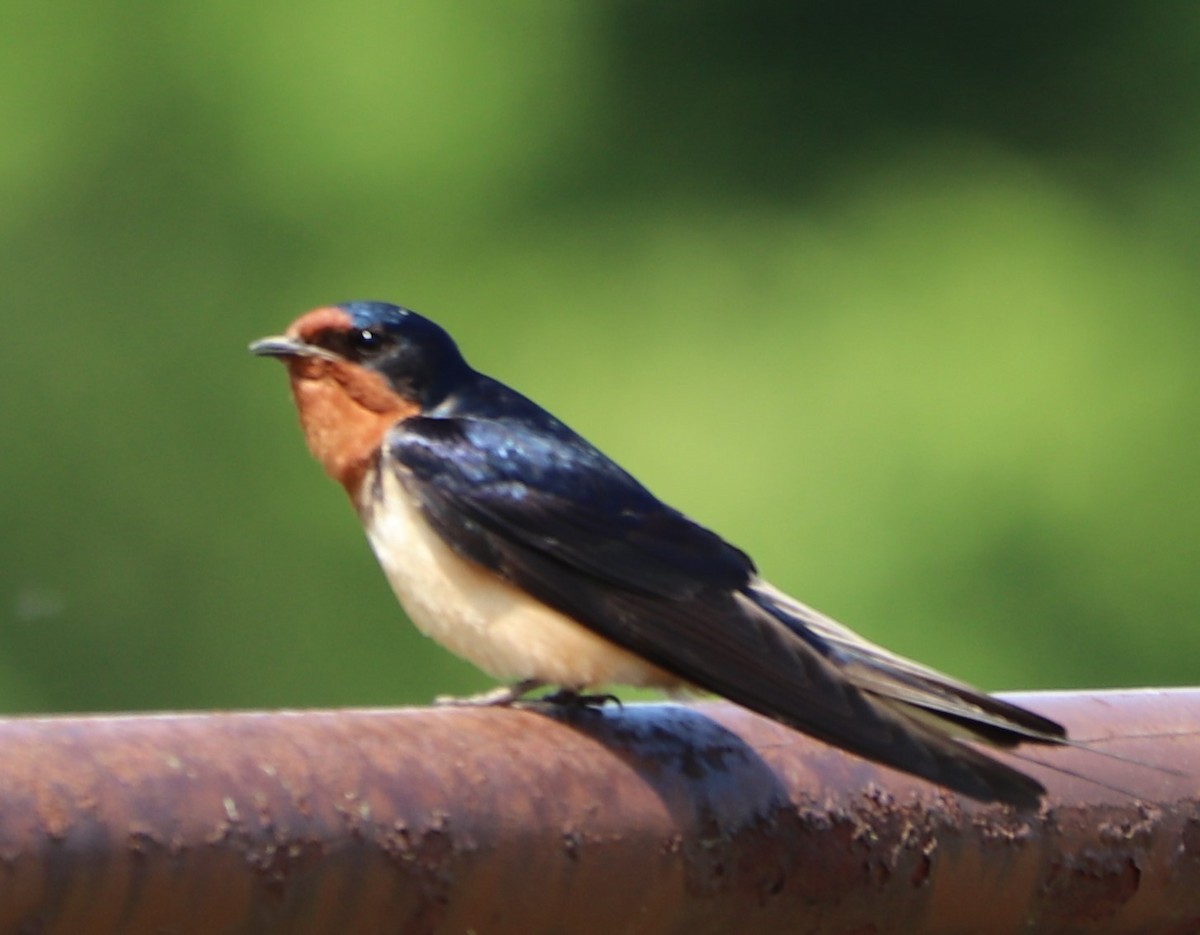 Barn Swallow - valerie heemstra