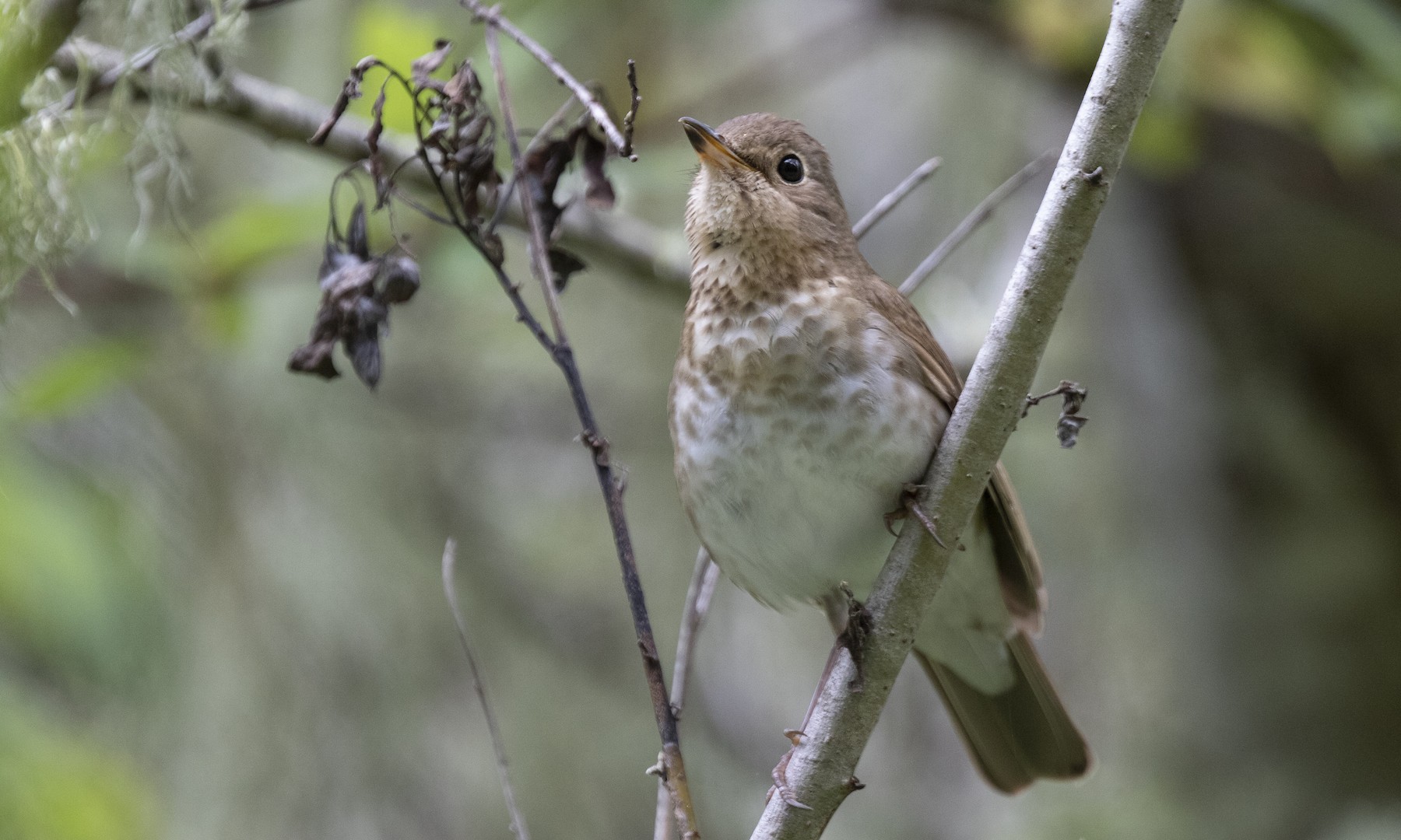 オリーブチャツグミ Ustulatus グループ Ebird