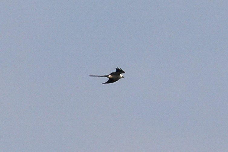 Swallow-tailed Kite - Steve McInnis