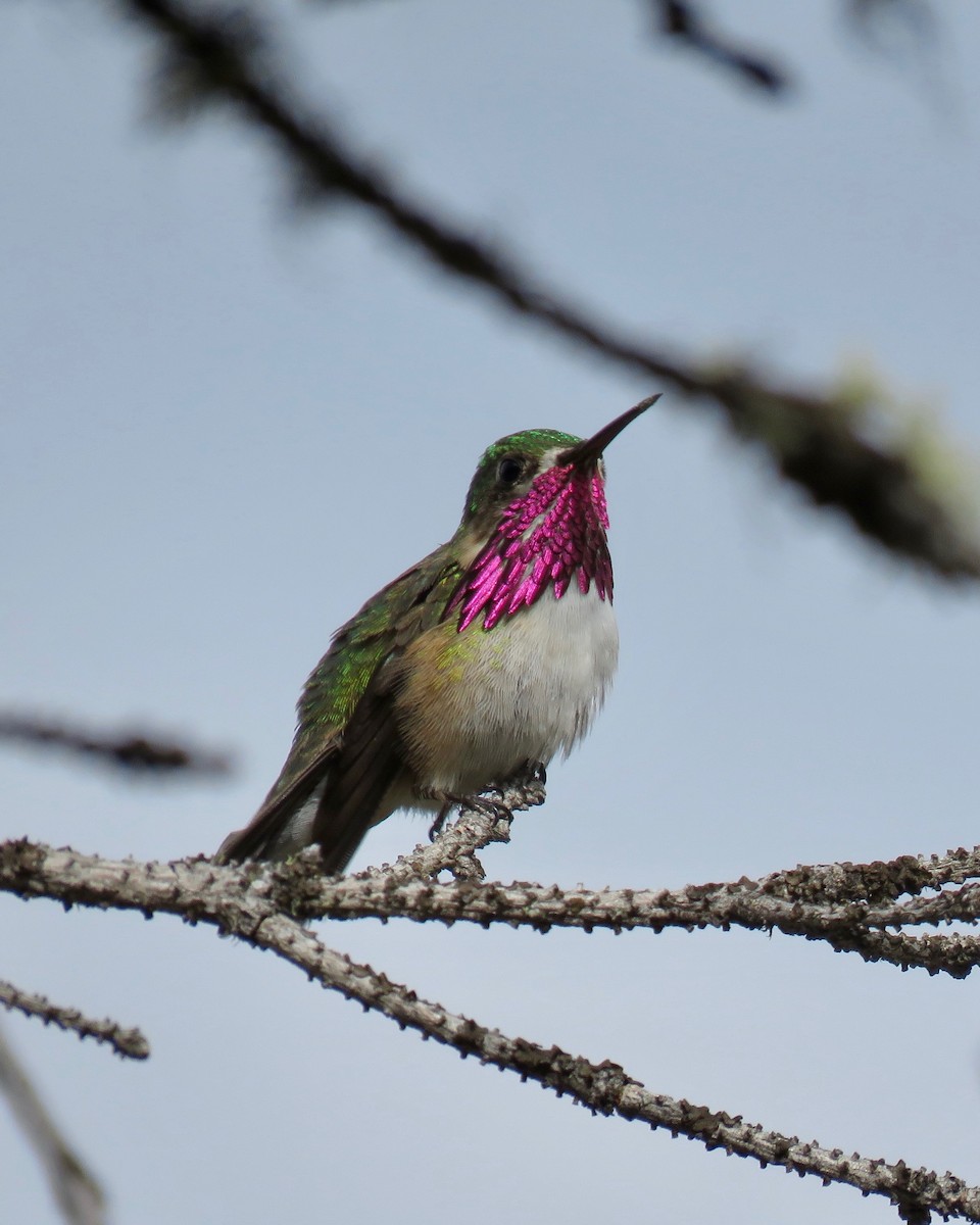 Calliope Hummingbird - Keegan Burke