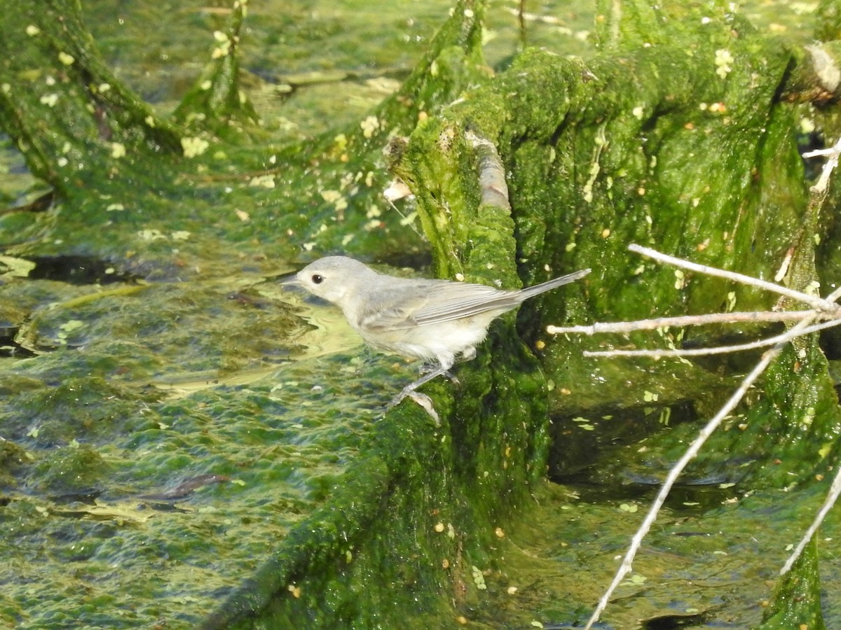 Lucy's Warbler - ML160851361