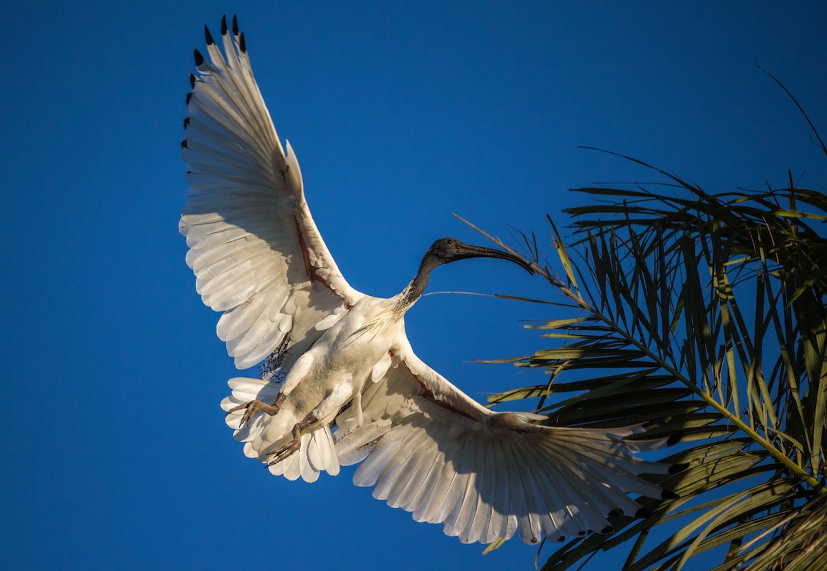 ibis australský - ML160851511