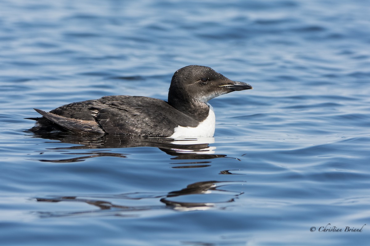 Thick-billed Murre - Christian Briand