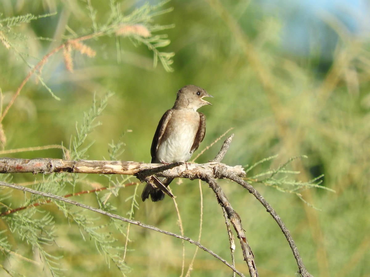 Northern Rough-winged Swallow - ML160852911