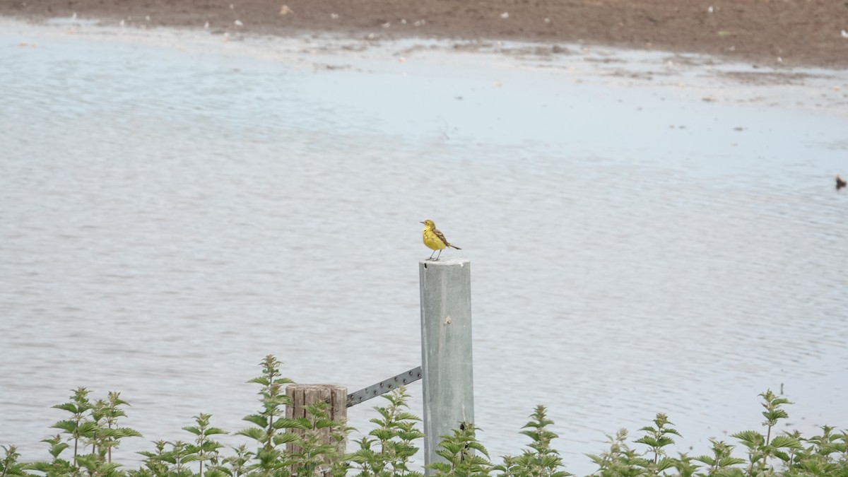 Western Yellow Wagtail - Rudy Breteler