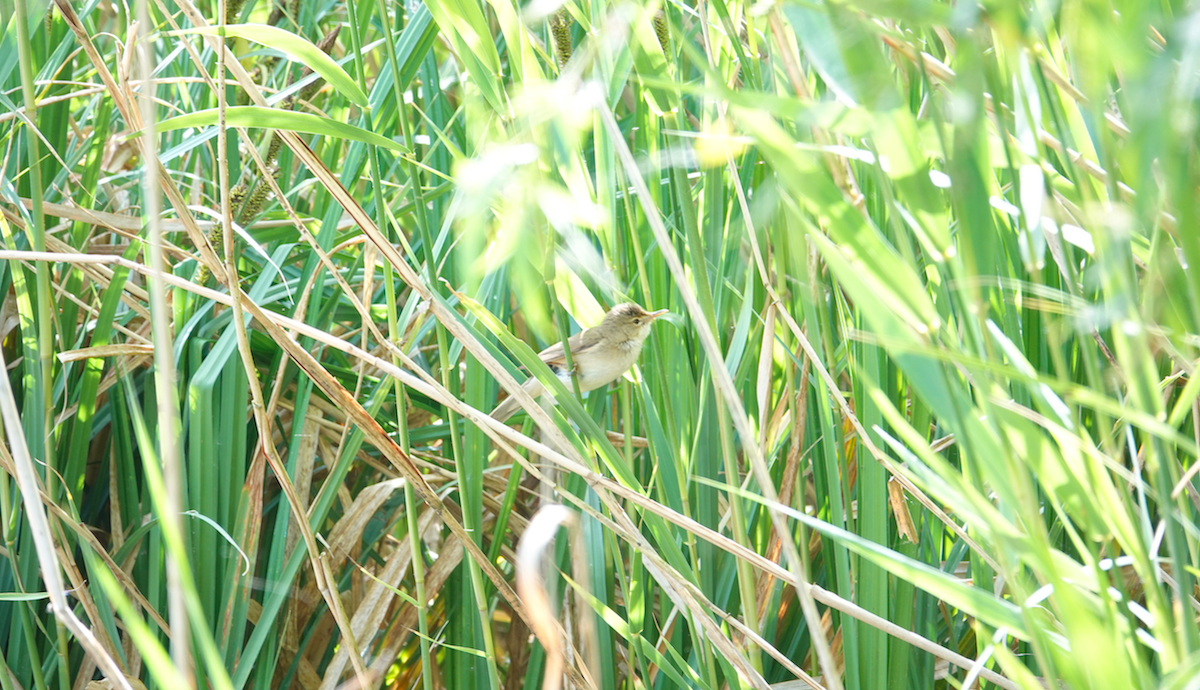 Common Reed Warbler - ML160864561