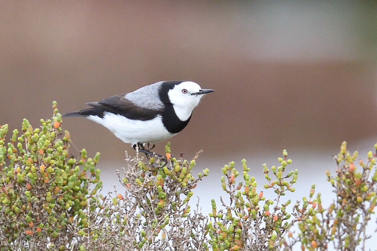 White-fronted Chat - ML160865881
