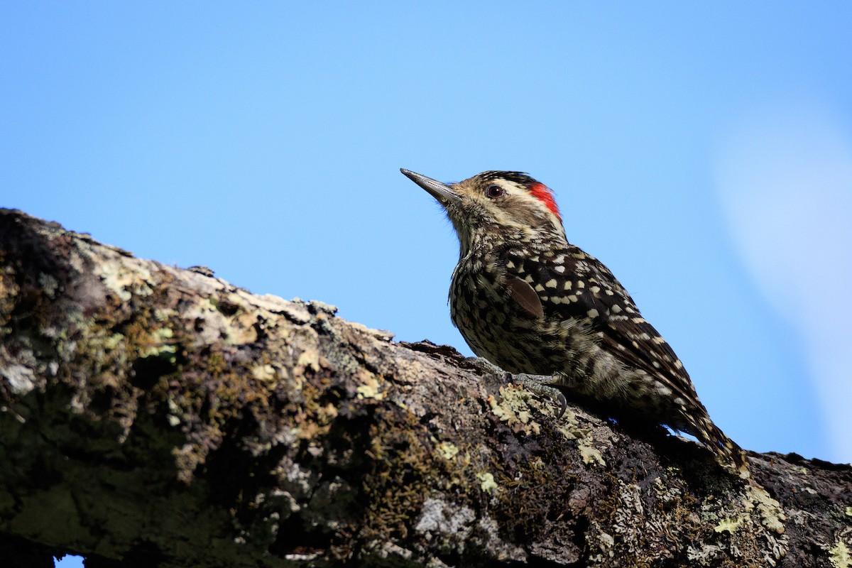Striped Woodpecker - Fabián Guerrero