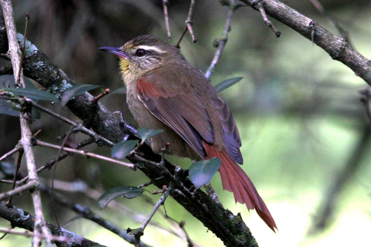 Olive Spinetail - ML160874061