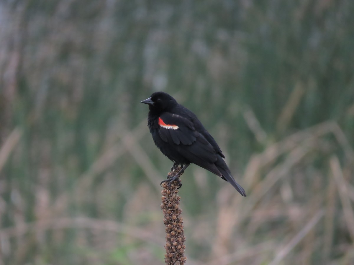 Red-winged Blackbird - ML160879881