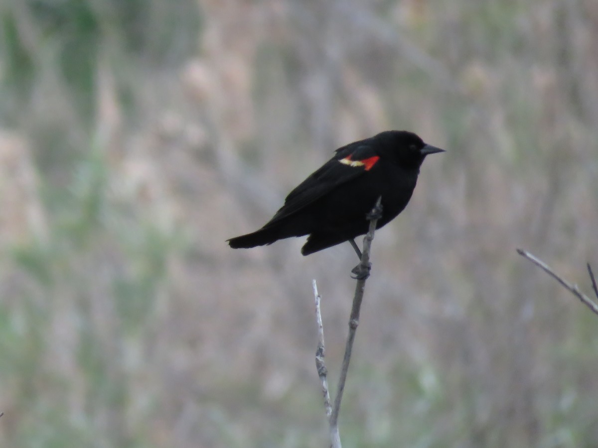 Red-winged Blackbird - ML160879971