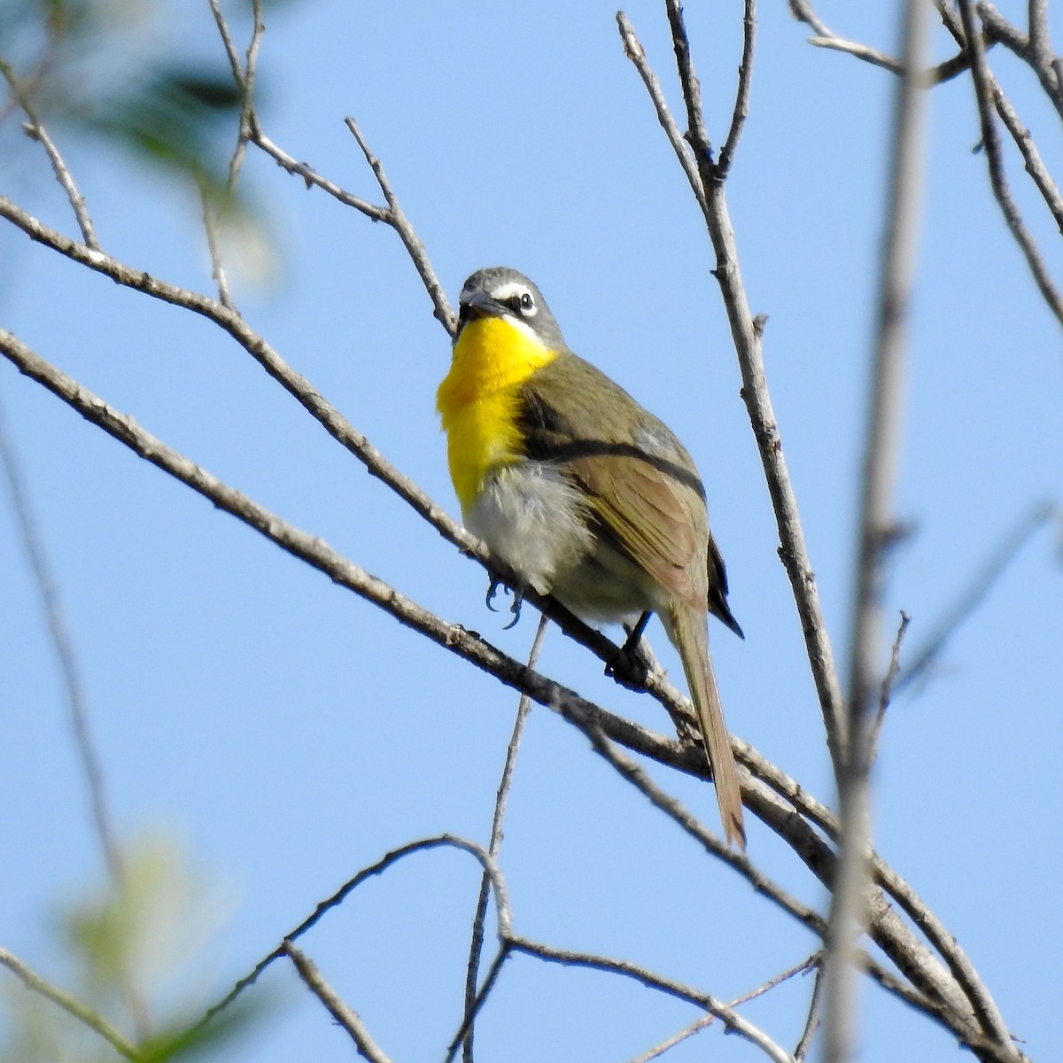 Yellow-breasted Chat - ML160882471