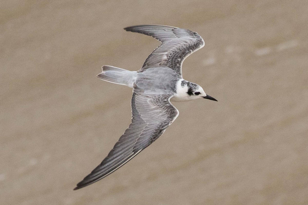 White-winged Tern - Eric VanderWerf