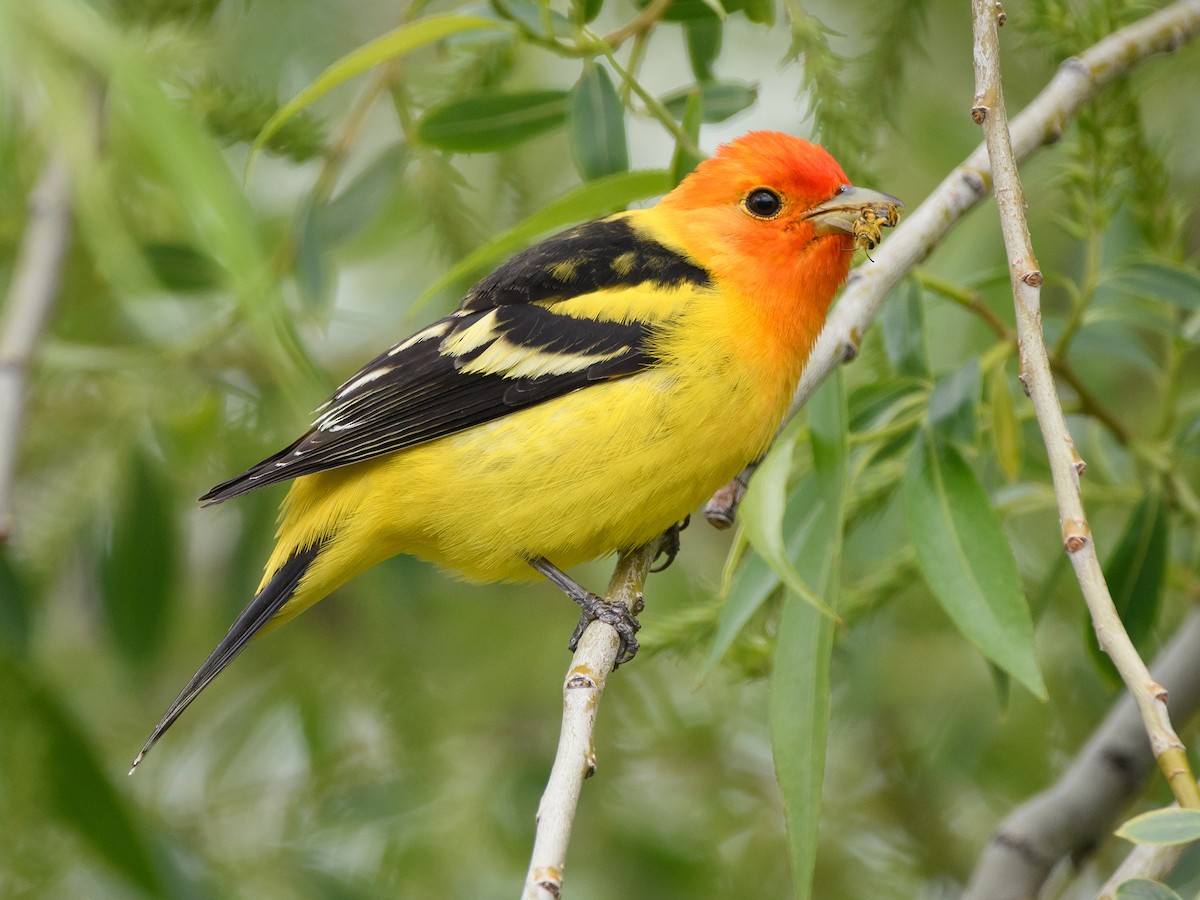 Western Tanager - ML160892461