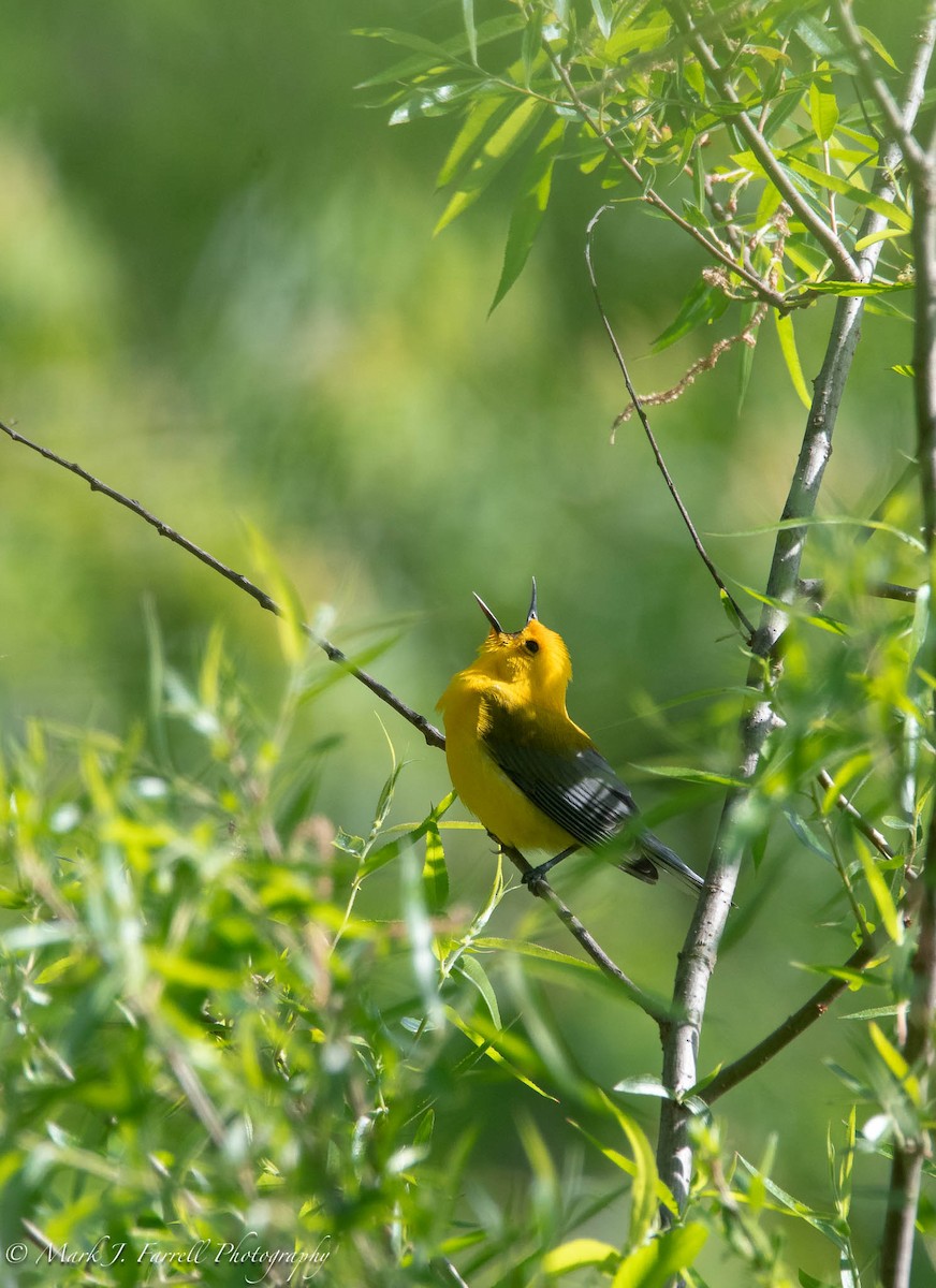 Prothonotary Warbler - Mark Farrell
