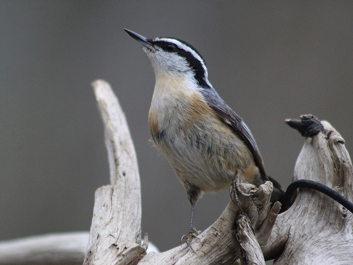Red-breasted Nuthatch - Meredith Audet