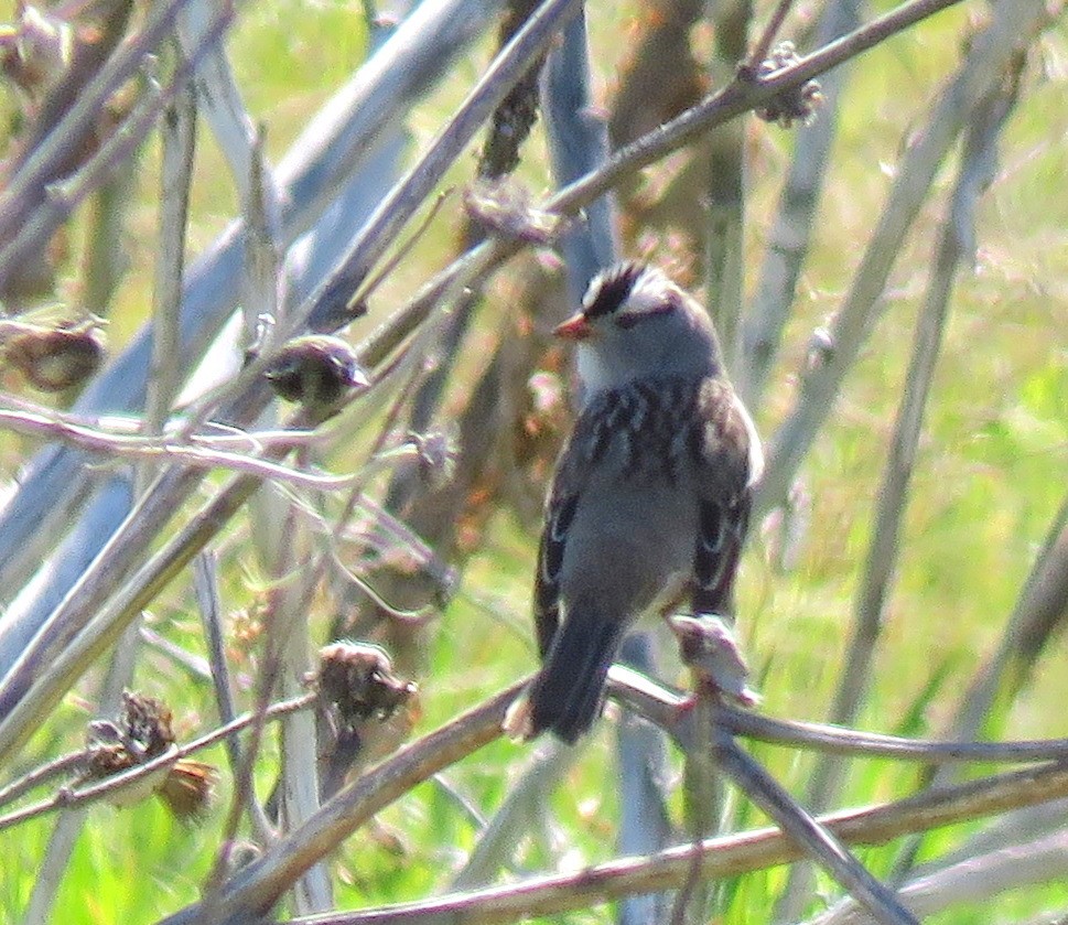 White-crowned Sparrow (Gambel's) - ML160894311