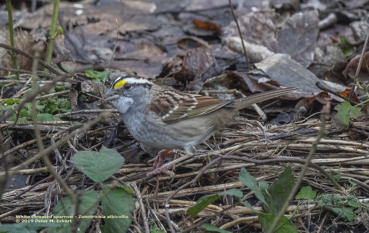 White-throated Sparrow - Peter Eckert