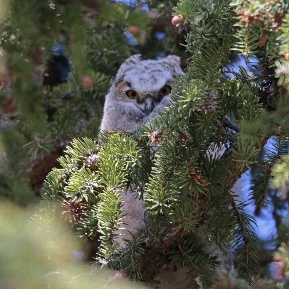 Great Horned Owl - Margaret Sloan