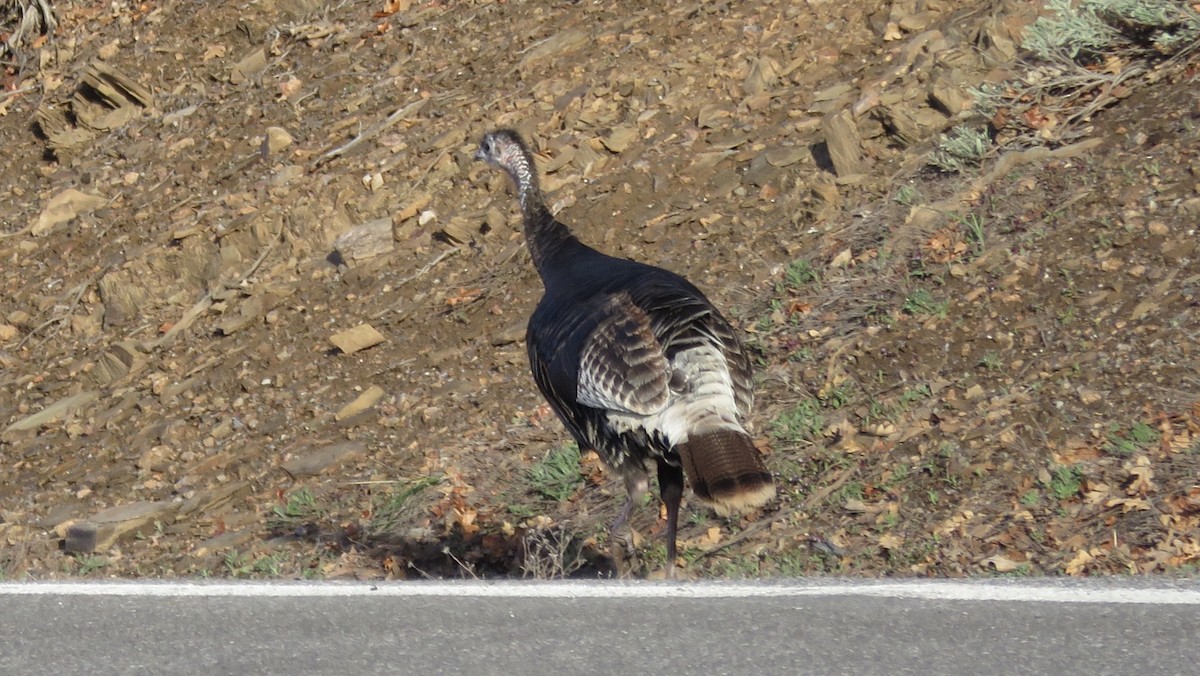 Wild Turkey - Nick Komar
