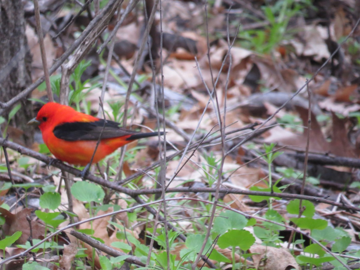 Scarlet Tanager - ML160896151
