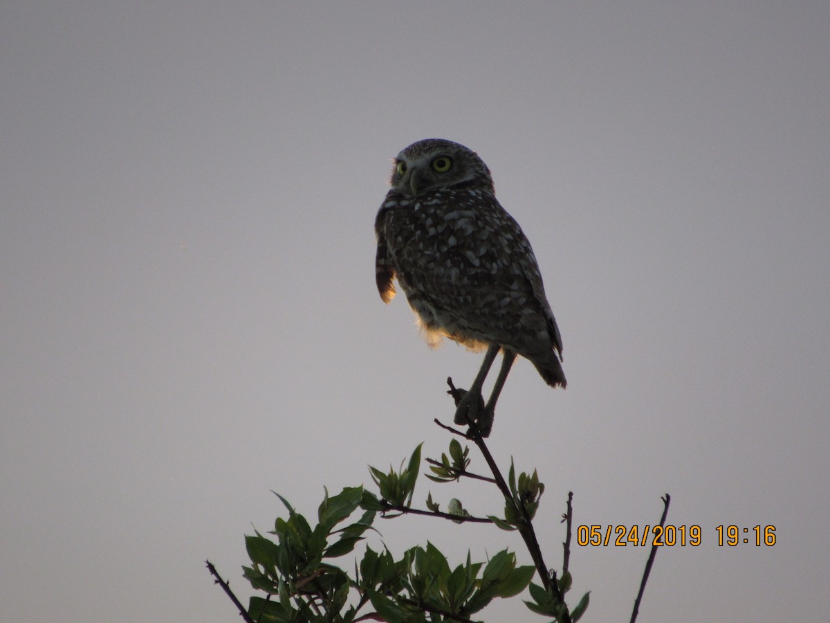 Burrowing Owl - ML160901301