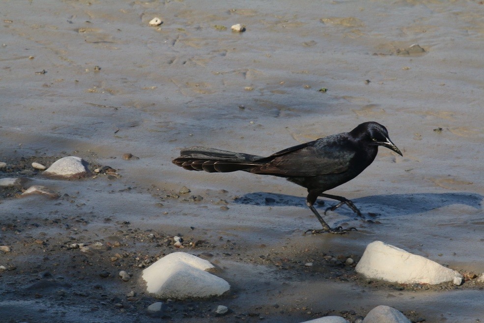 Great-tailed Grackle - Robin L.