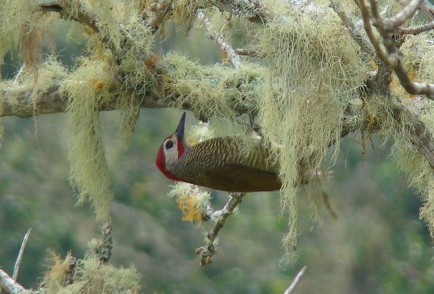 Golden-olive Woodpecker - ML160910681