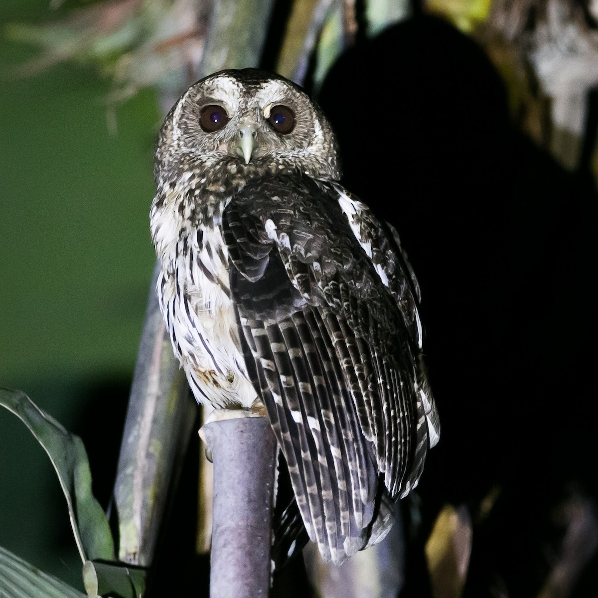 Mottled Owl - Isaias Morataya