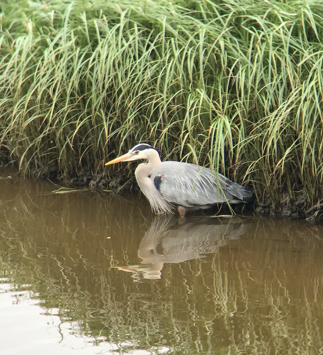 Great Blue Heron - ML160919411