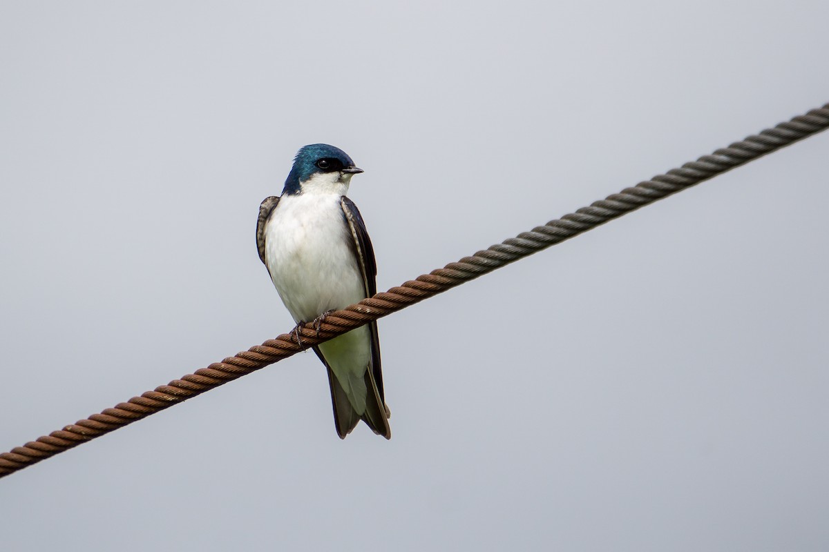 Tree Swallow - Nick Irwin