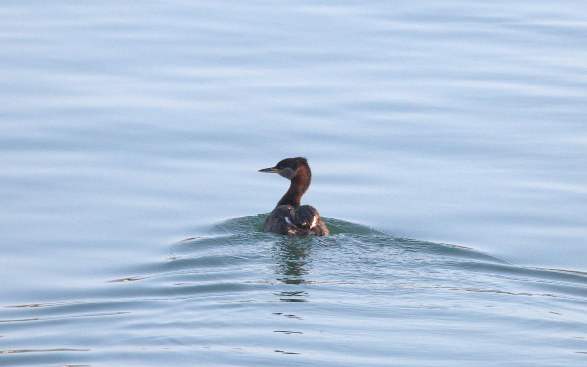 Red-necked Grebe - ML160924391