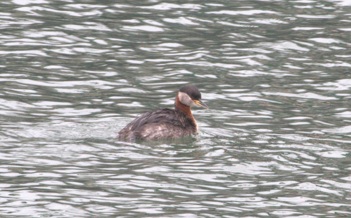Red-necked Grebe - ML160925231
