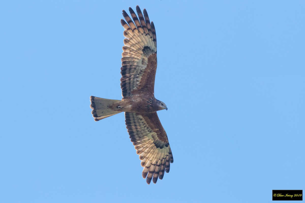 Square-tailed Kite - David Irving