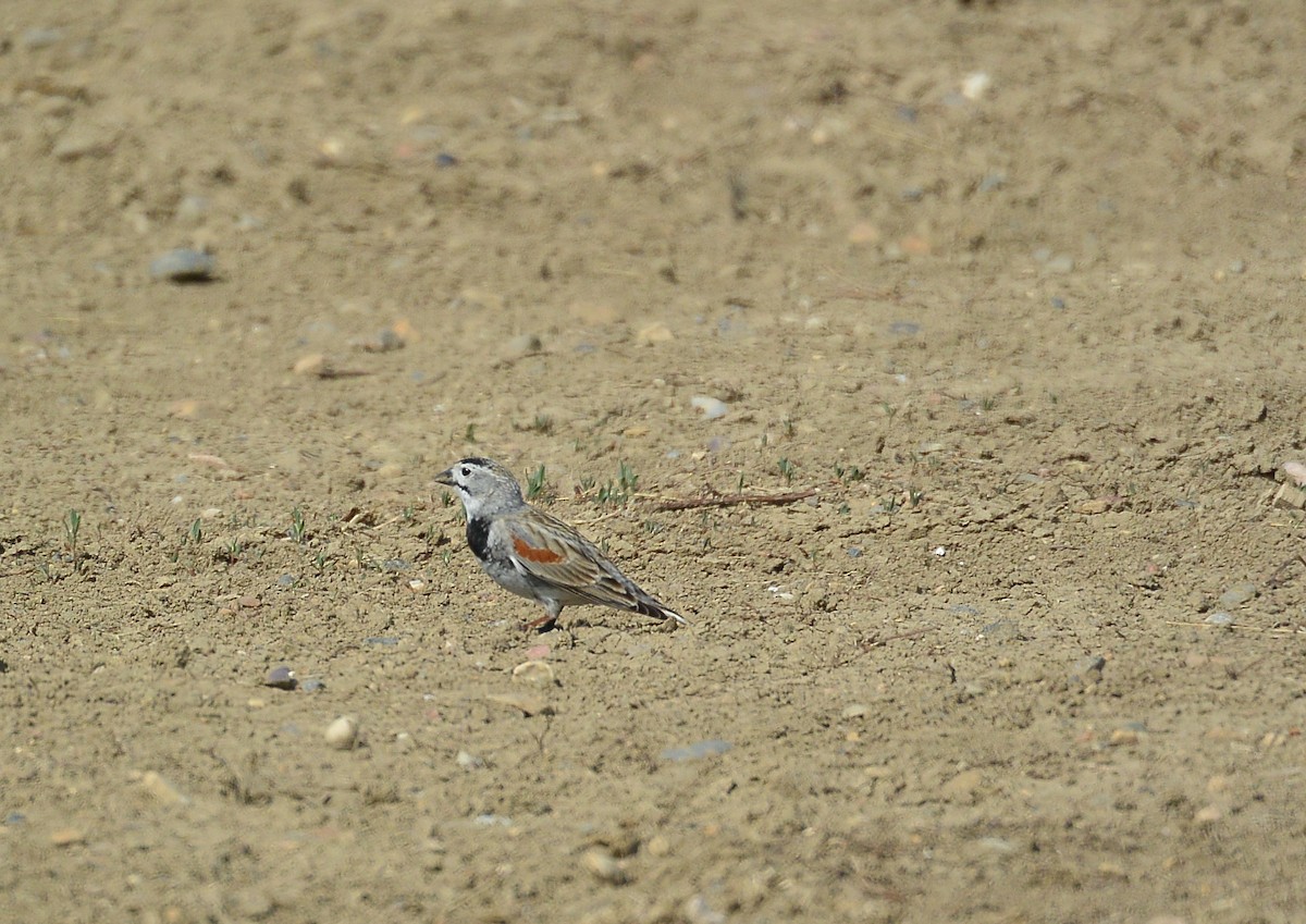 Thick-billed Longspur - ML160929881