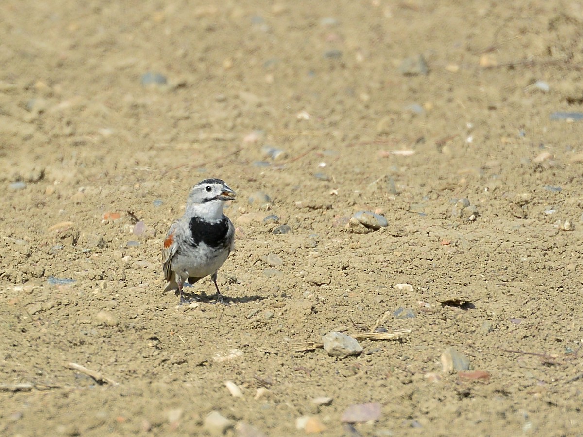 Thick-billed Longspur - ML160929891