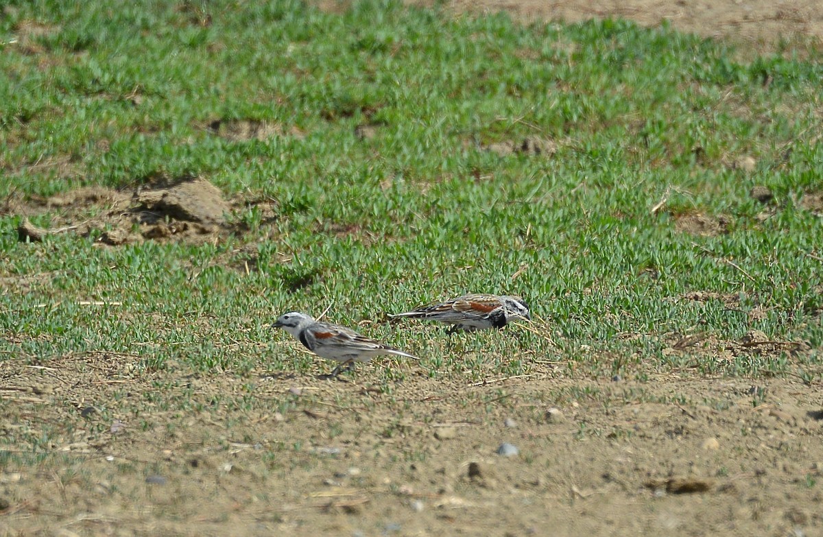Thick-billed Longspur - ML160929901